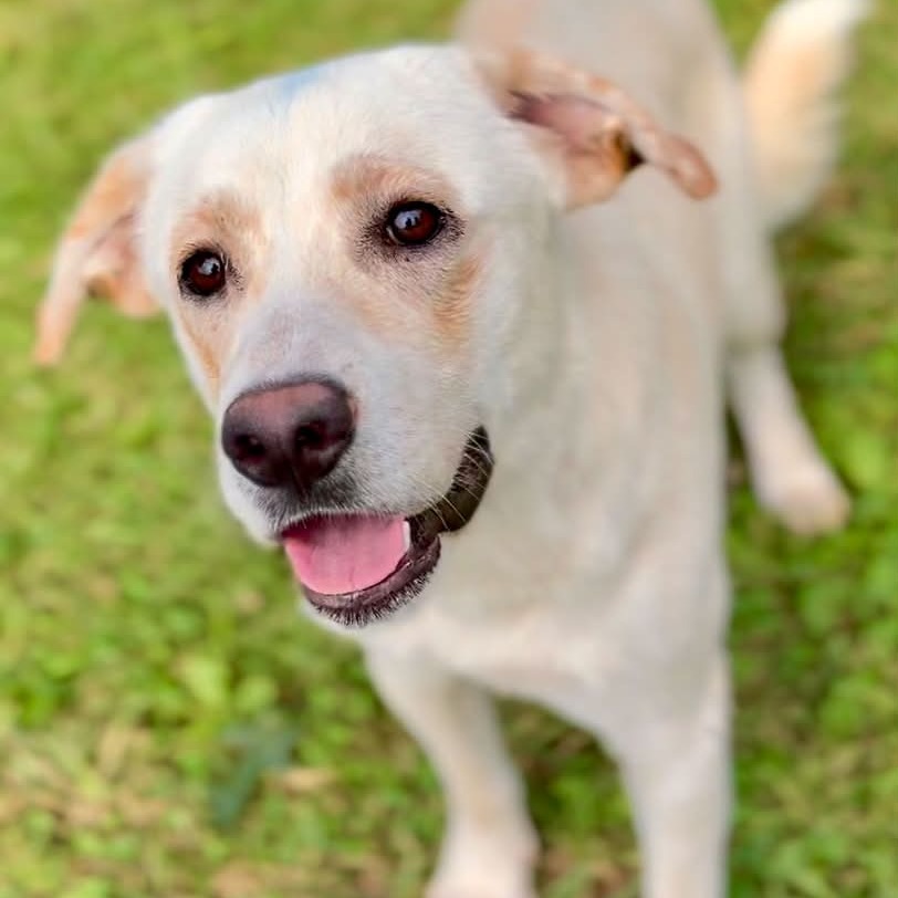 AANG - Mixed Breed (Medium) available for adoption