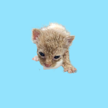 Tusc Stray 82296