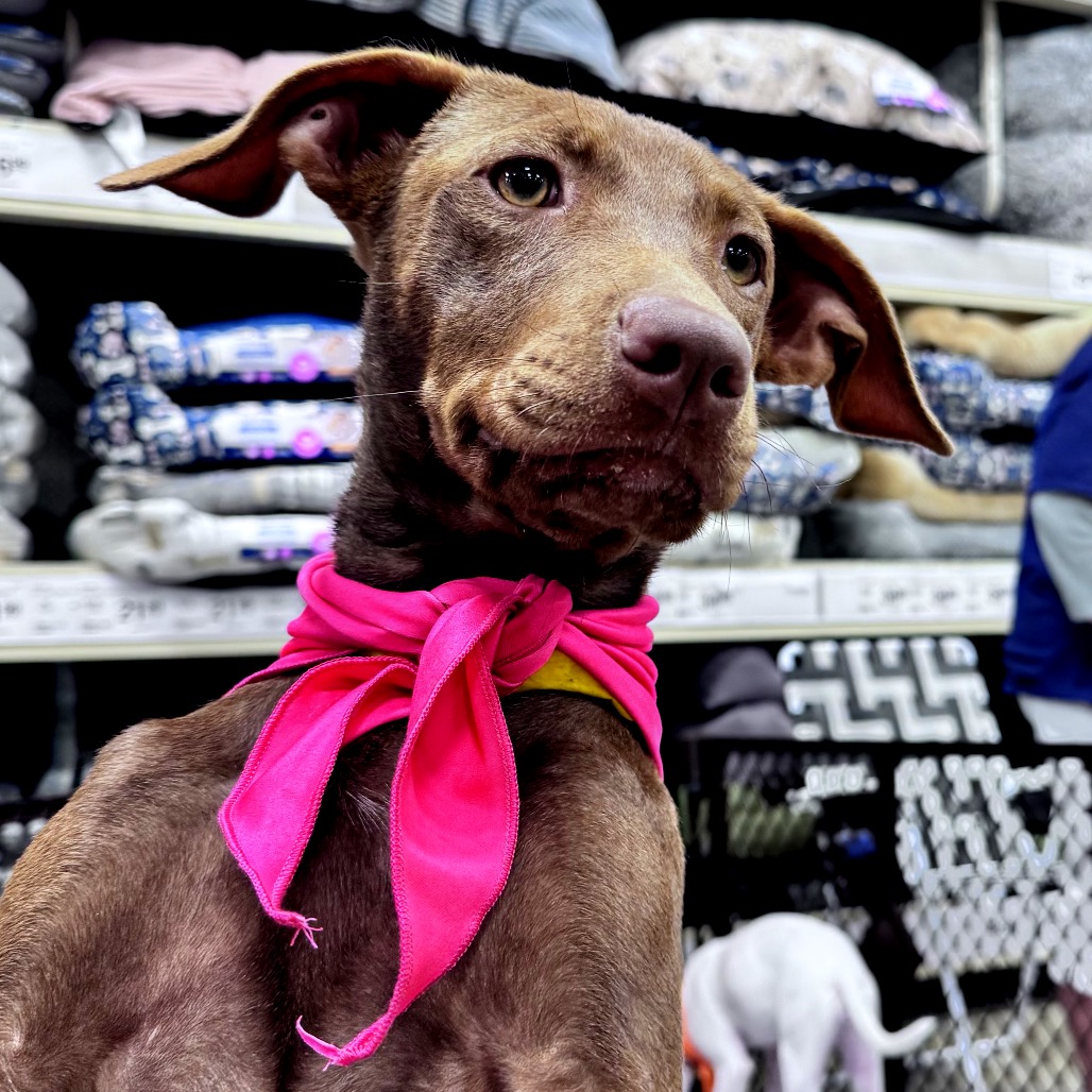 MABLE - Hound / Retriever, Labrador available for adoption