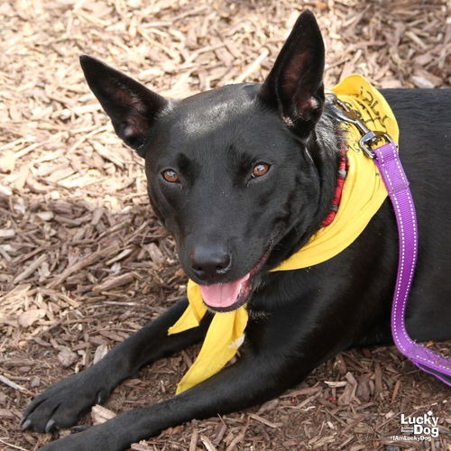 TRINITY - Cattle Dog, Australian (Blue Heeler) / Mix available for adoption
