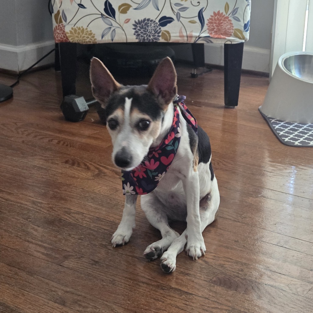Hedy (Peanut), photo 9