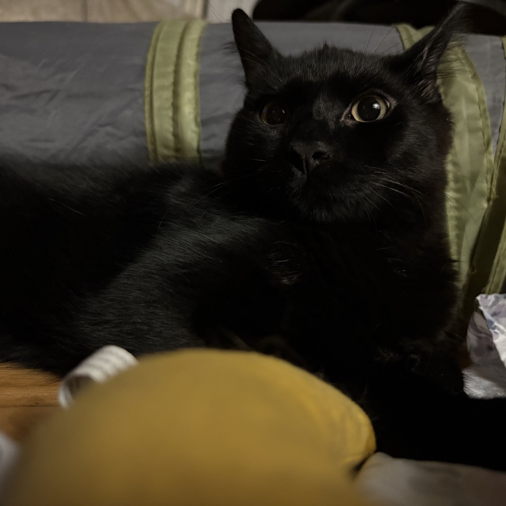 Ravioli, photo 4