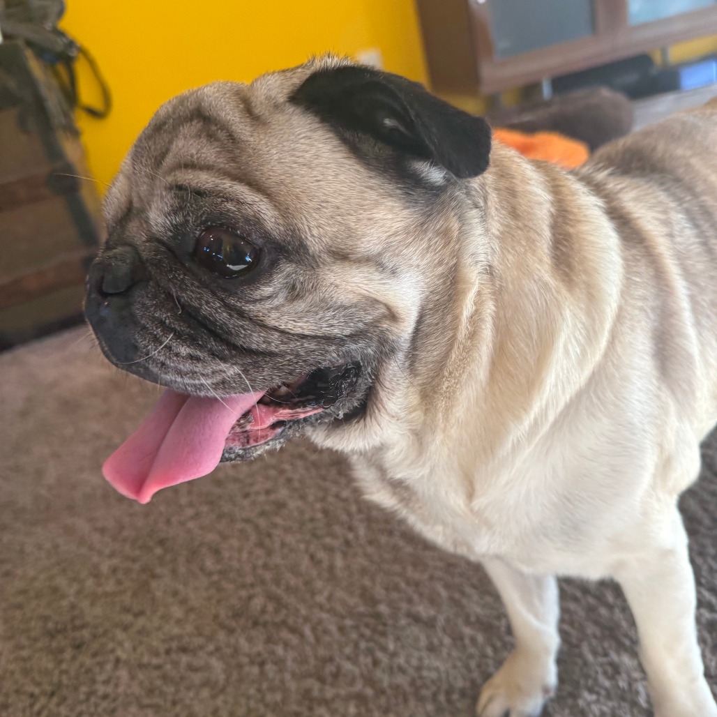 Spud, photo 5