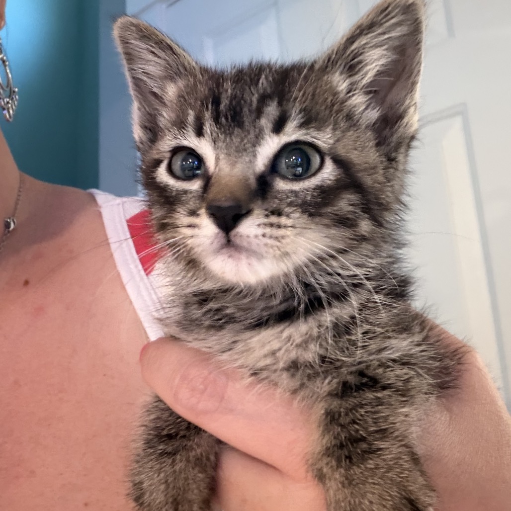 MISSY - Domestic Shorthair for adoption in West Jordan