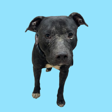 Tusc Stray 81387