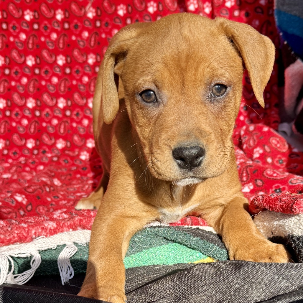 Butterscotch is available for adoption at Let Love Live Rescue & Sanctuary