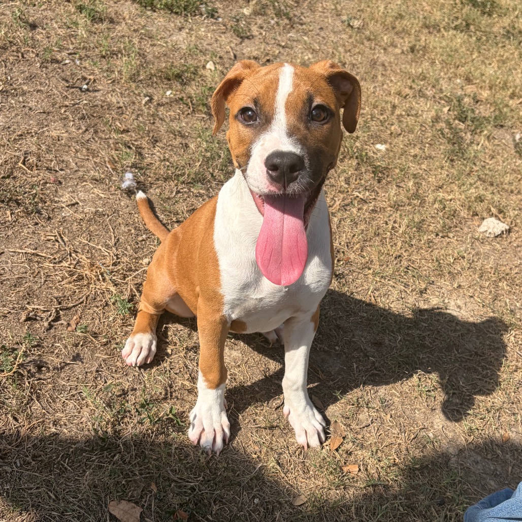 Photo of Tula, a dog adopted from Gulf Coast Humane Society