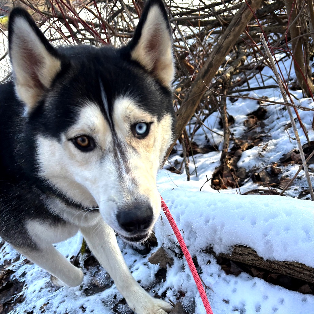 Cedar — thumbnail 3