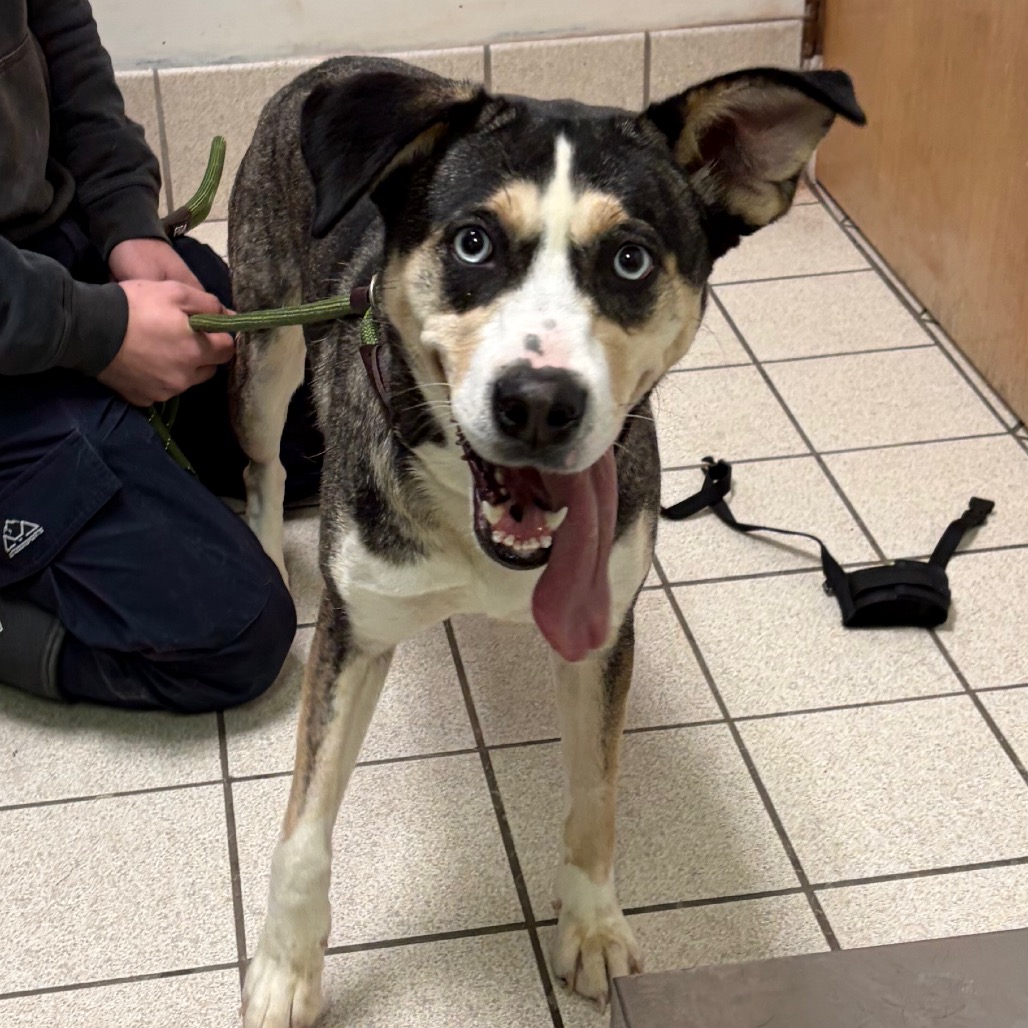 Marzipan — thumbnail 2