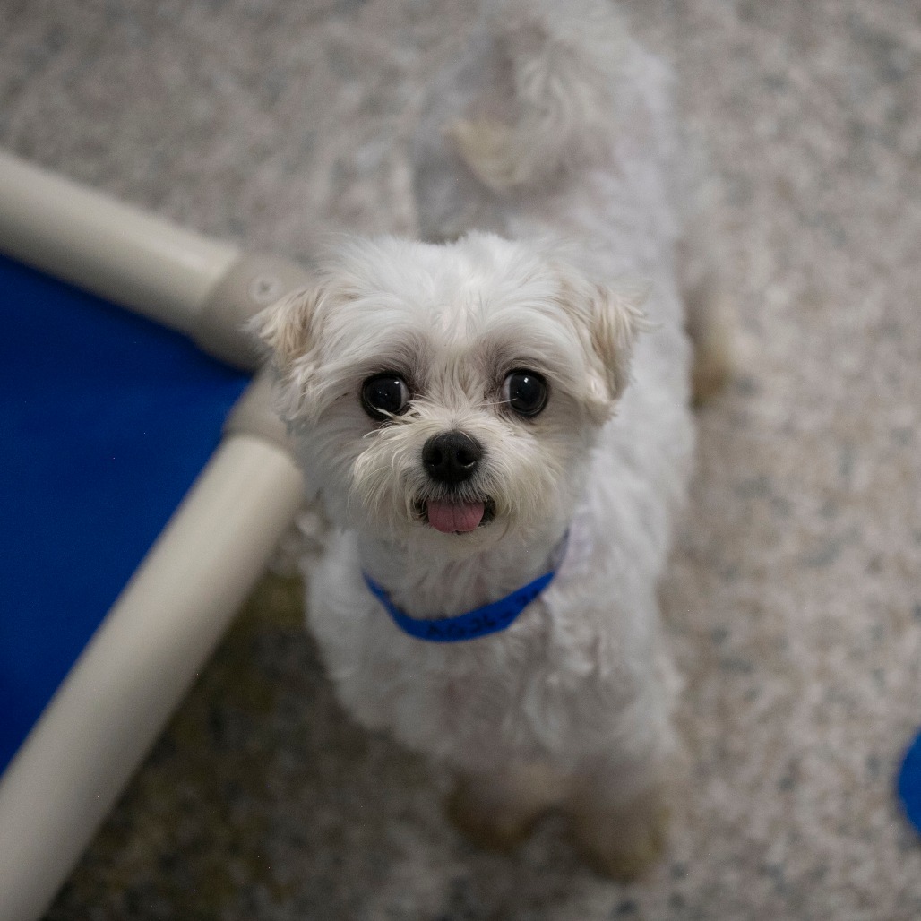 LIL OAK (AG26-39) - Maltese available for adoption