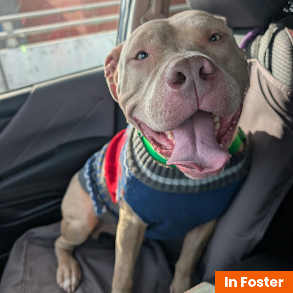PETEY BONEZ - Terrier / American Pit Bull available for adoption