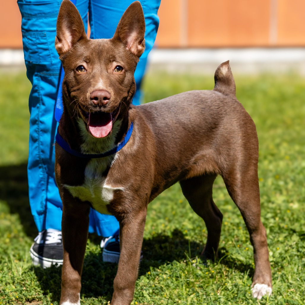 Kennel#17 Molly's preview photo