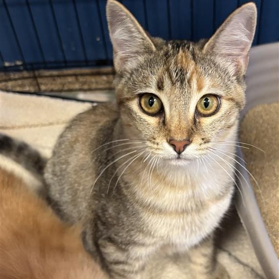 MEA - Domestic Shorthair available for adoption