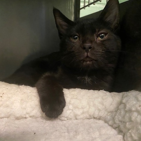 VANNA - Domestic Shorthair available for adoption