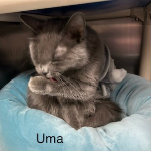 Uma--In Foster***ADOPTION PENDING***, photo 5