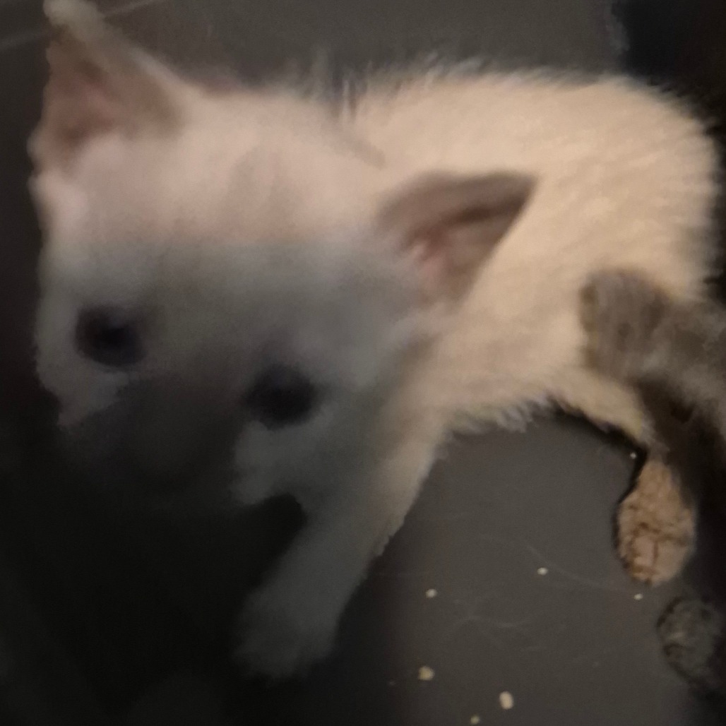 LATTE - Domestic Shorthair available for adoption