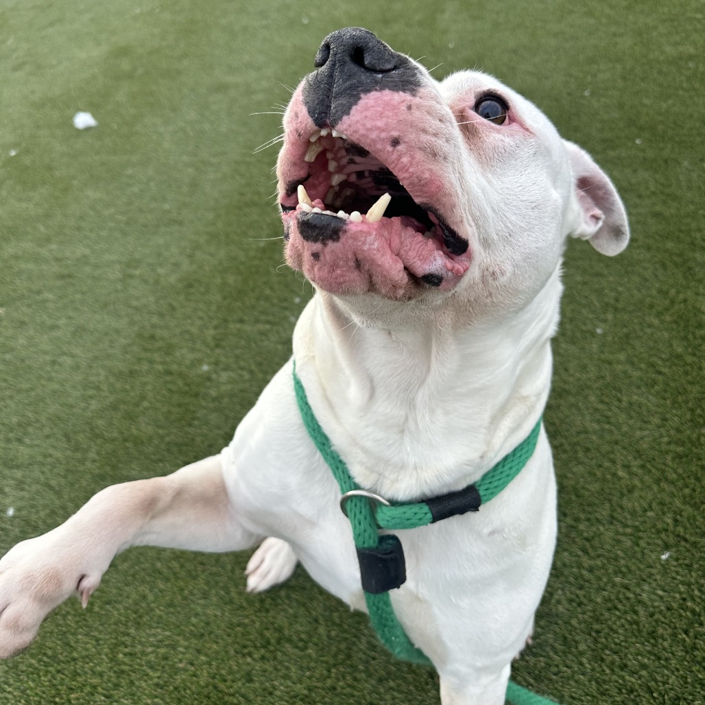 Chance — thumbnail 5