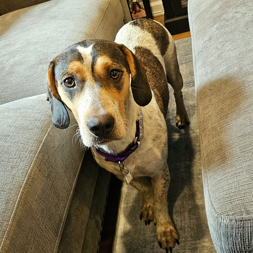 Pippi