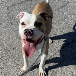 Ranger — thumbnail 4