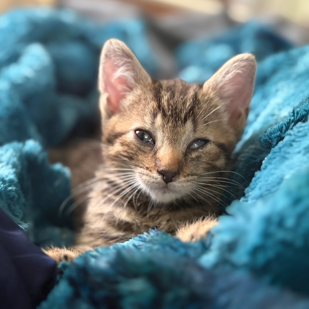 CLAWDE - Domestic Shorthair available for adoption