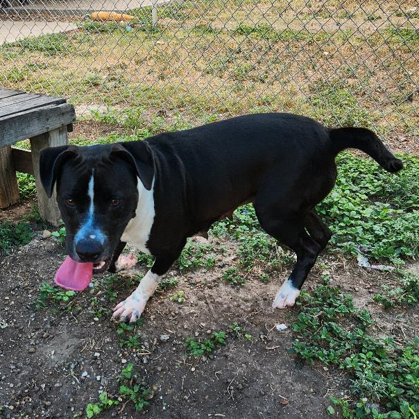 Roxi photo 9