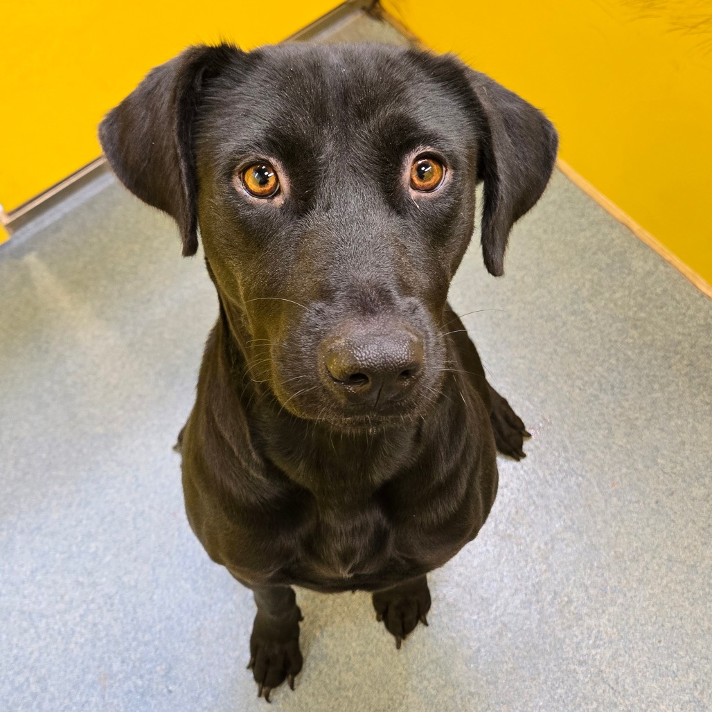 CARMEN - Retriever, Black Labrador / Mix available for adoption
