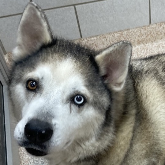 BLIZZARD - Husky / Siberian available for adoption