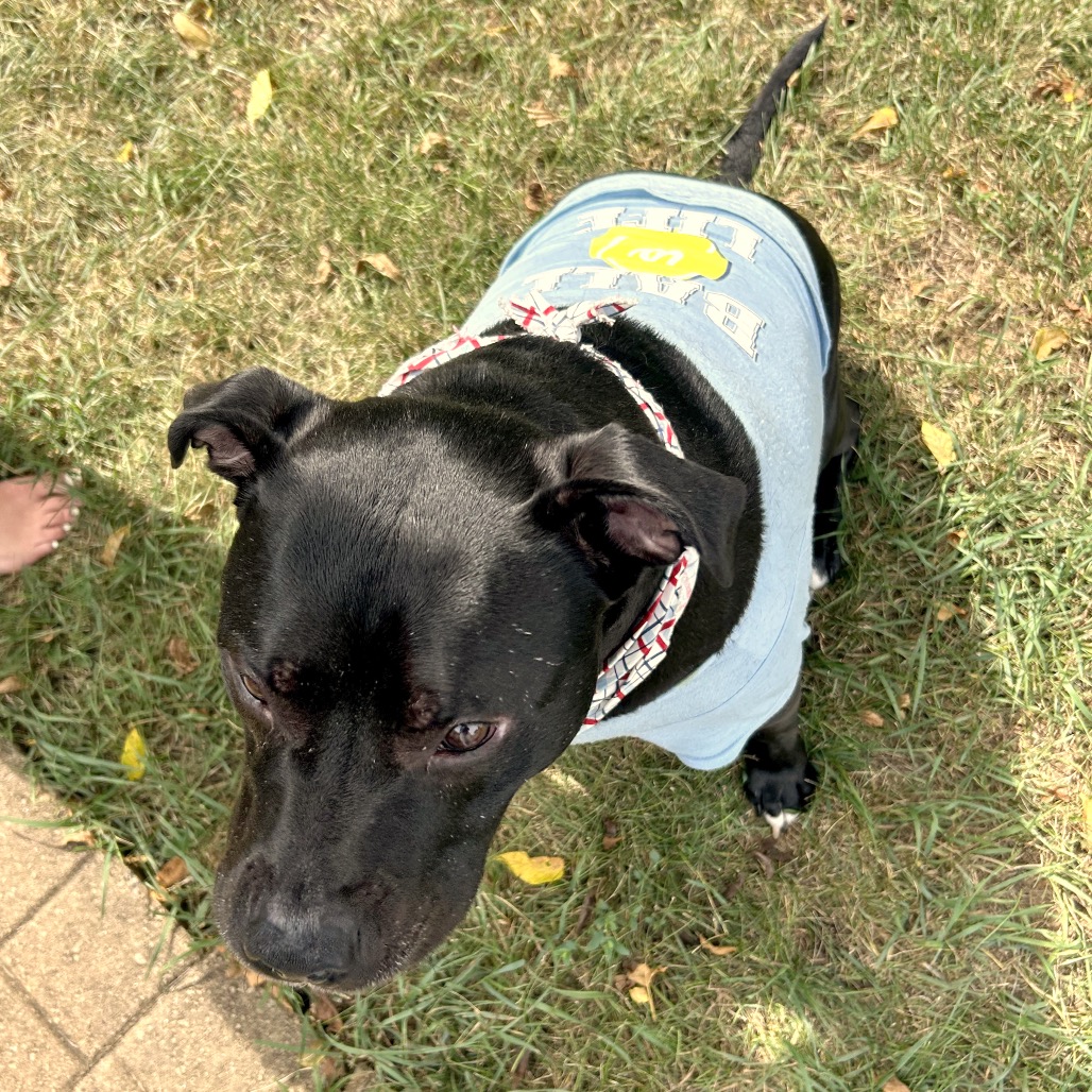 Bowser, photo 59