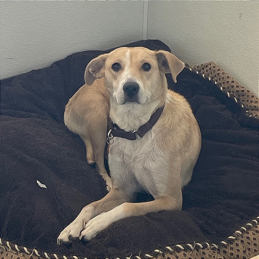 Liberty — thumbnail 5