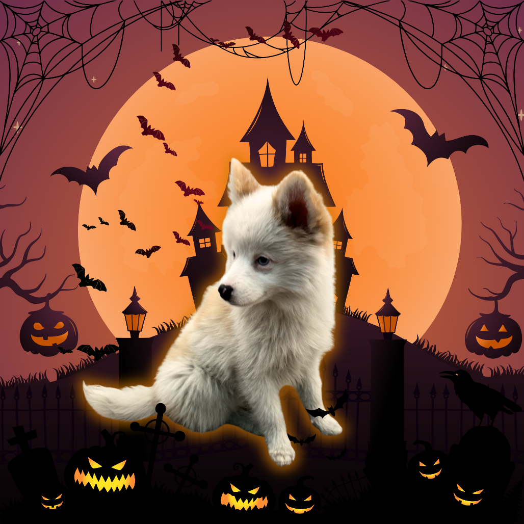 Pomeranian