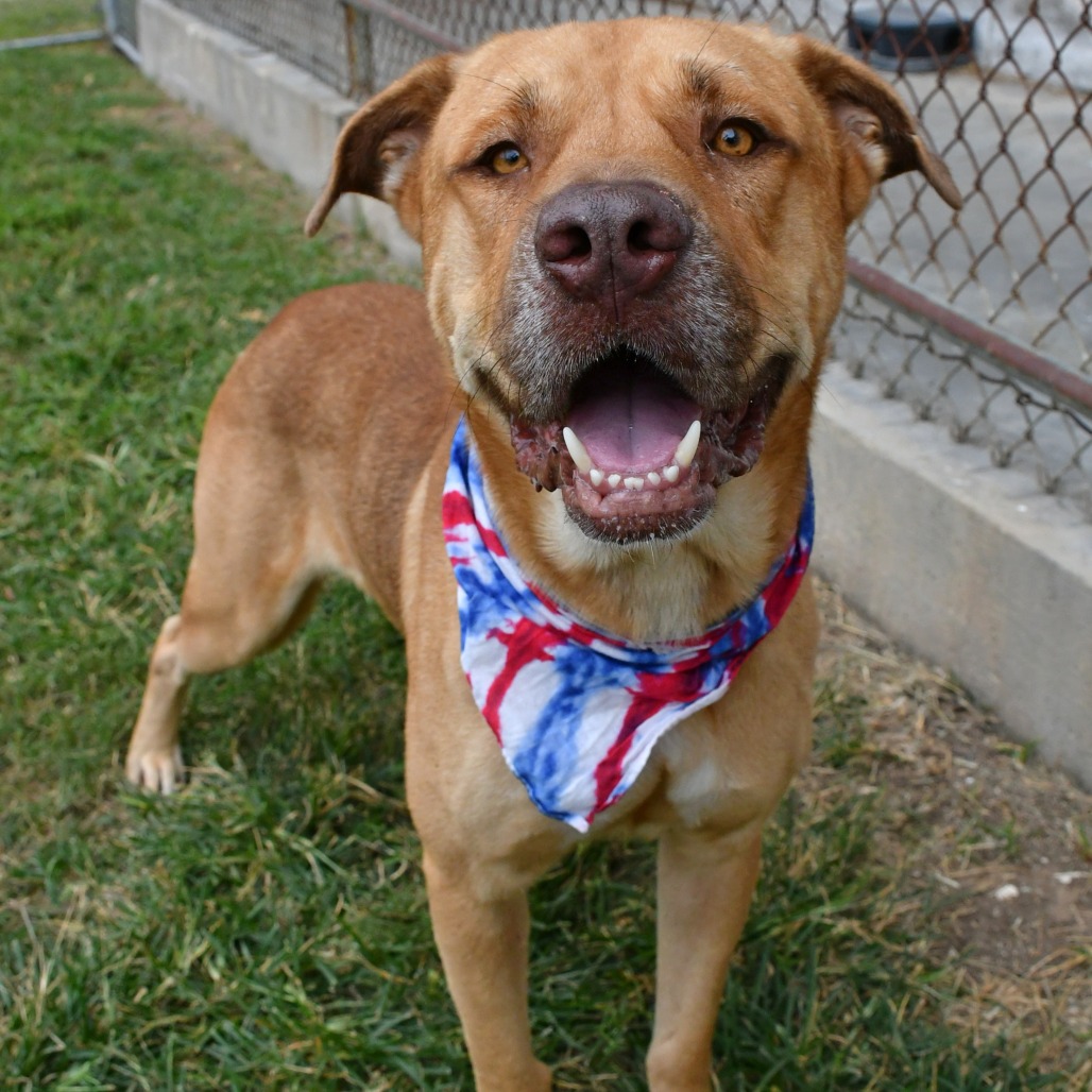 MARCEL - Terrier / Pit Bull available for adoption