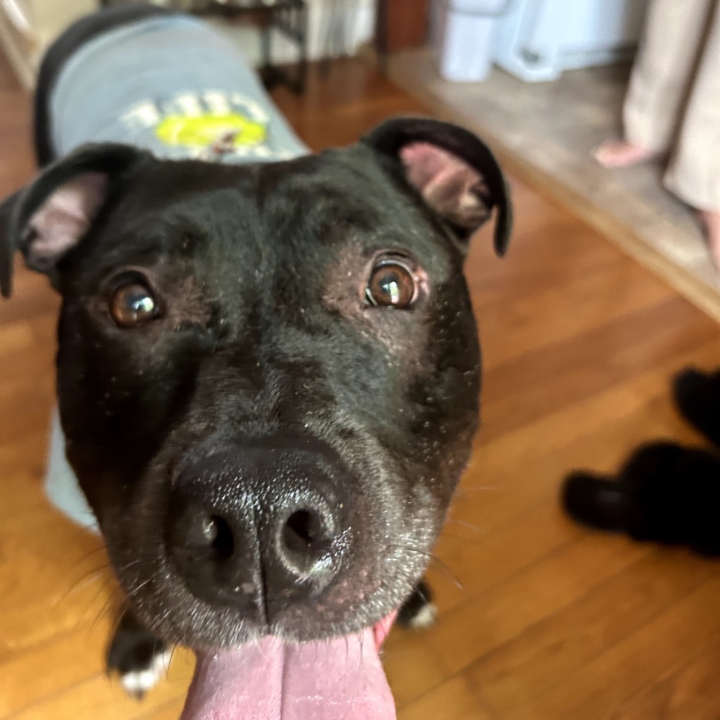 Bowser, photo 44