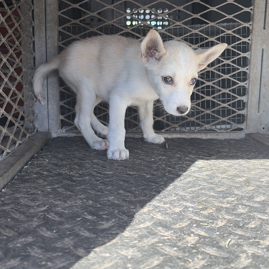 AMARA - Shepherd available for adoption