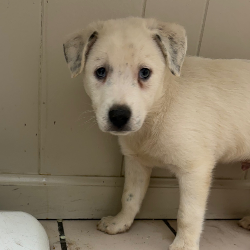 Tusc Stray 83624 2 3