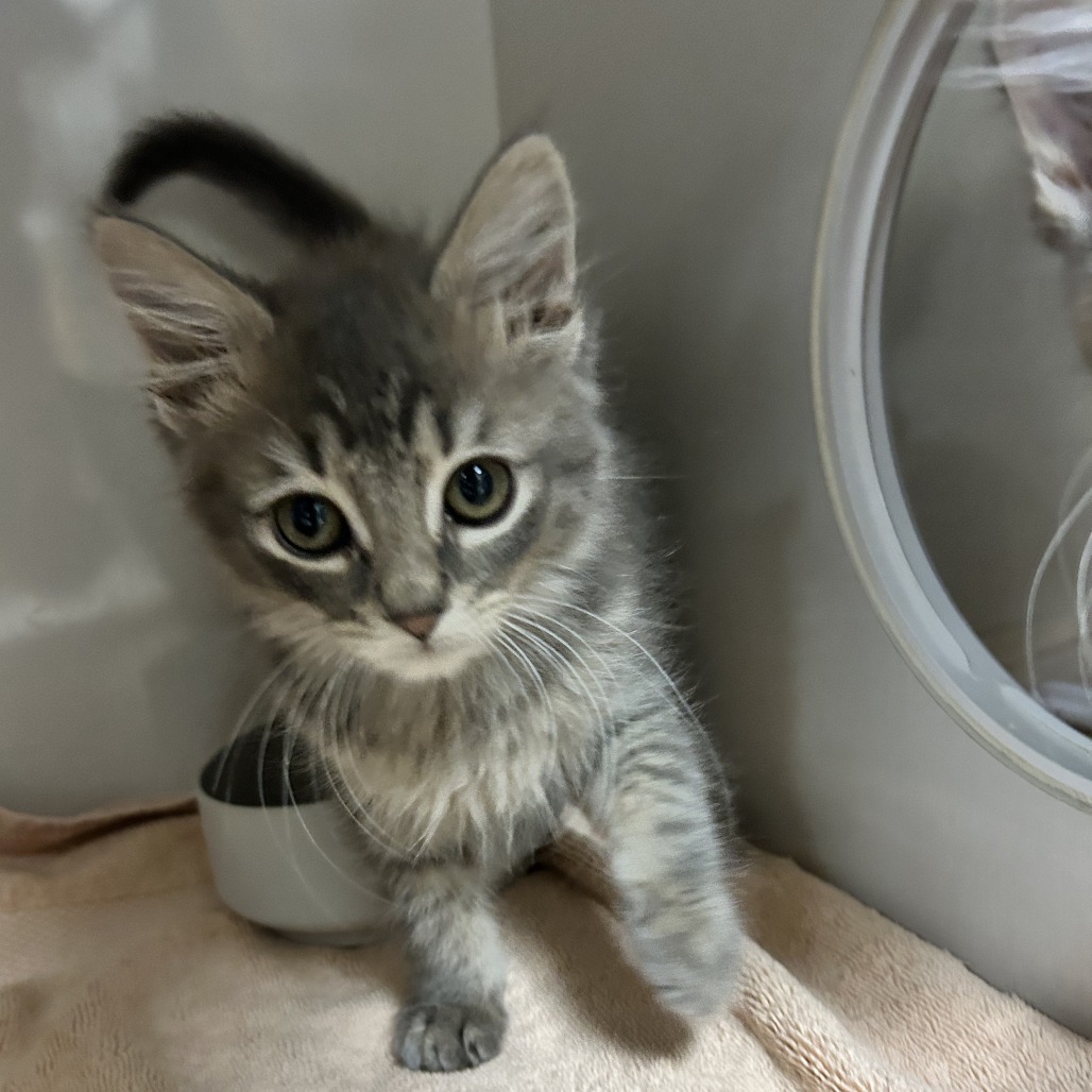 Molly - Domestic Shorthair