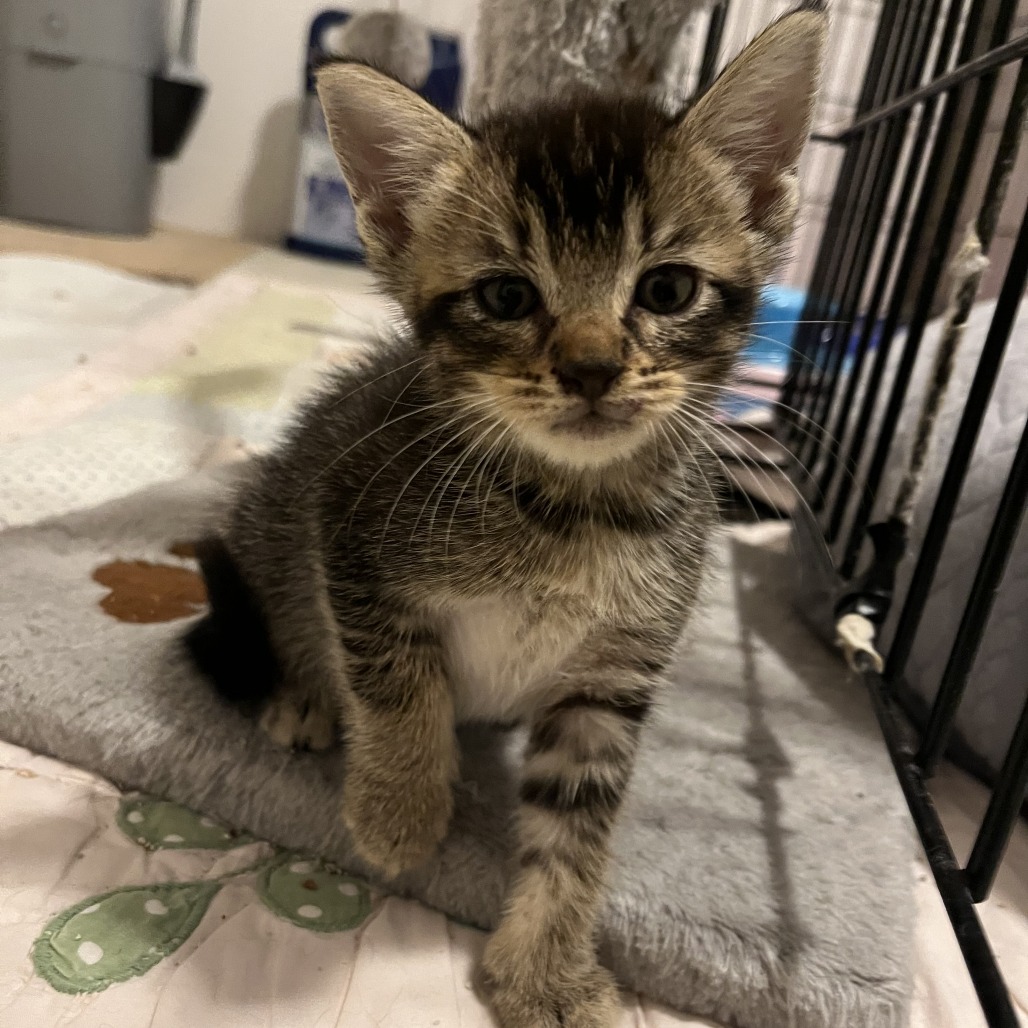 JAKE (THE DOG) - Domestic Shorthair available for adoption