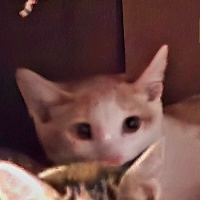 KIM - Domestic Shorthair available for adoption