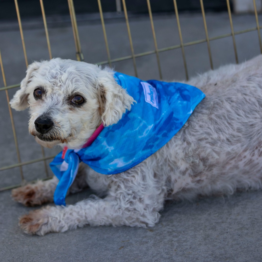 Tracey (AP26-67), photo 12