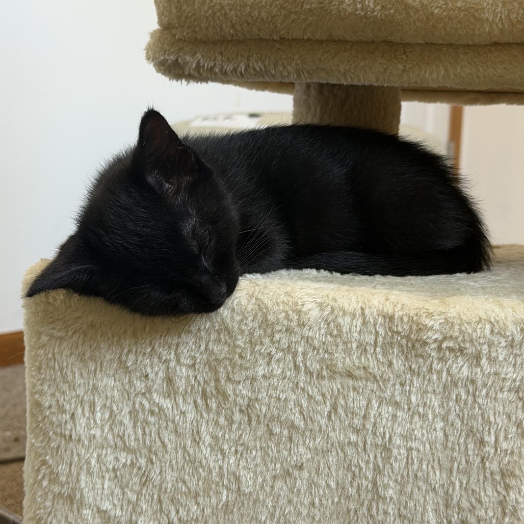 Cat Benatar C12279