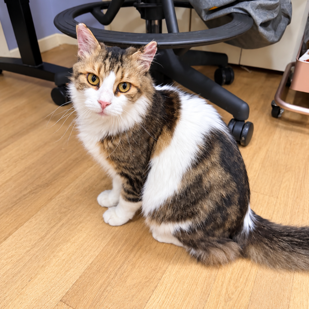 FLUFF - Domestic Medium Hair available for adoption