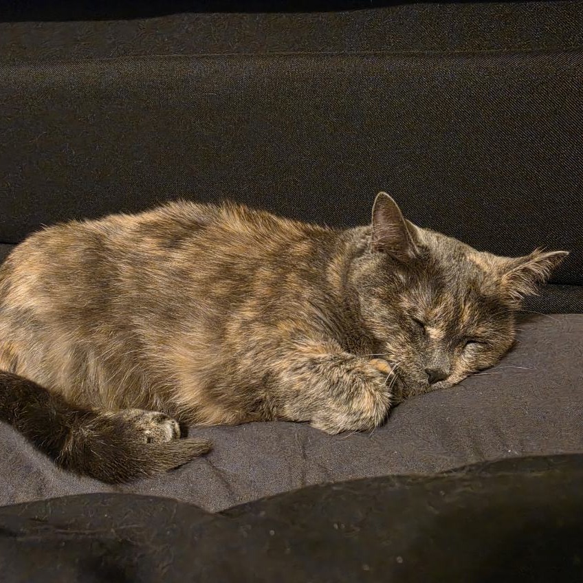 Torie, photo 5