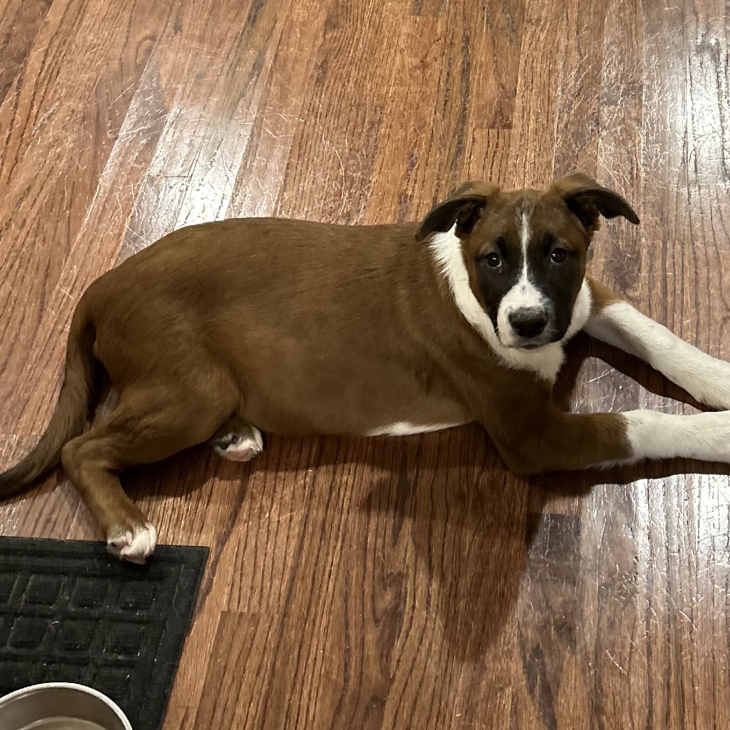 Petunia — thumbnail 3