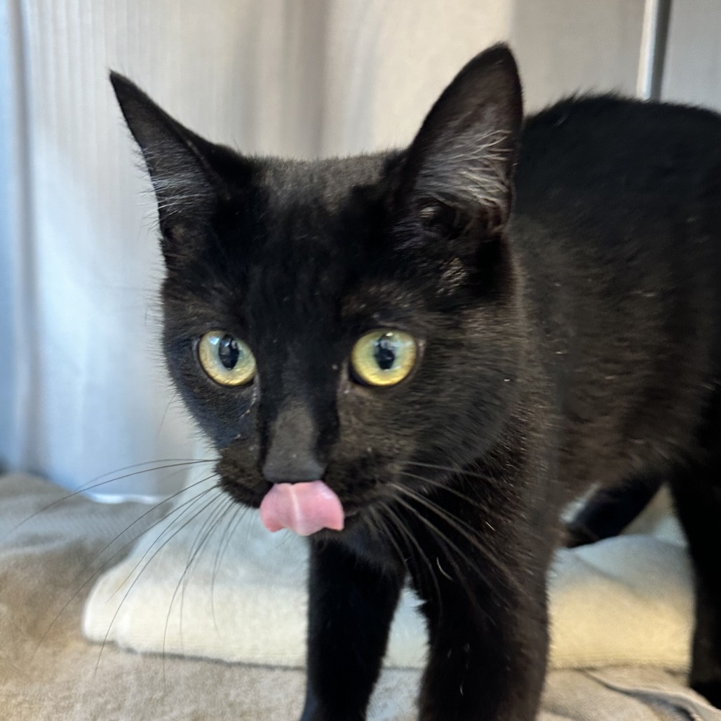 AVOCADO - Domestic Shorthair available for adoption