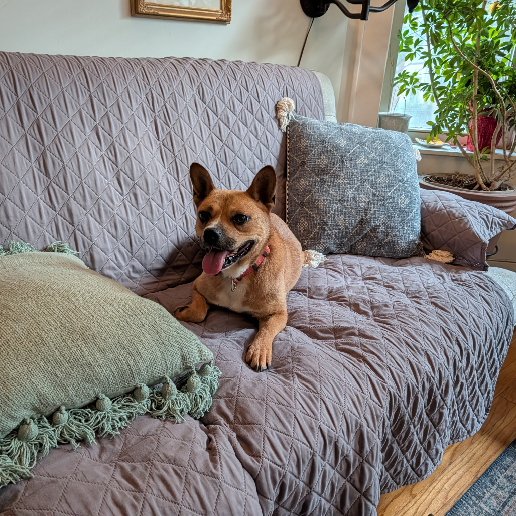 Korean Jindo