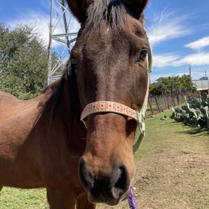 LARRY - Quarter Horse available for adoption