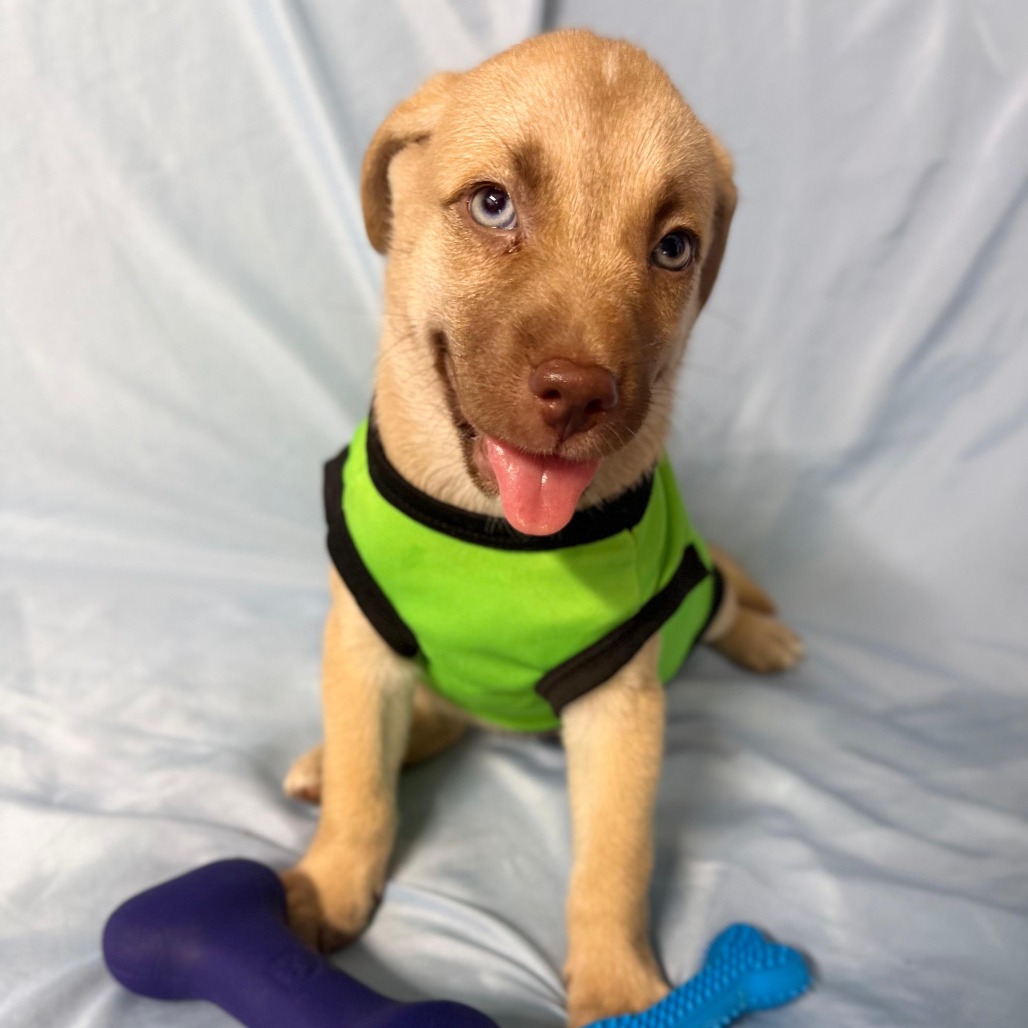 SUMMER - Retriever, Labrador / Mix available for adoption