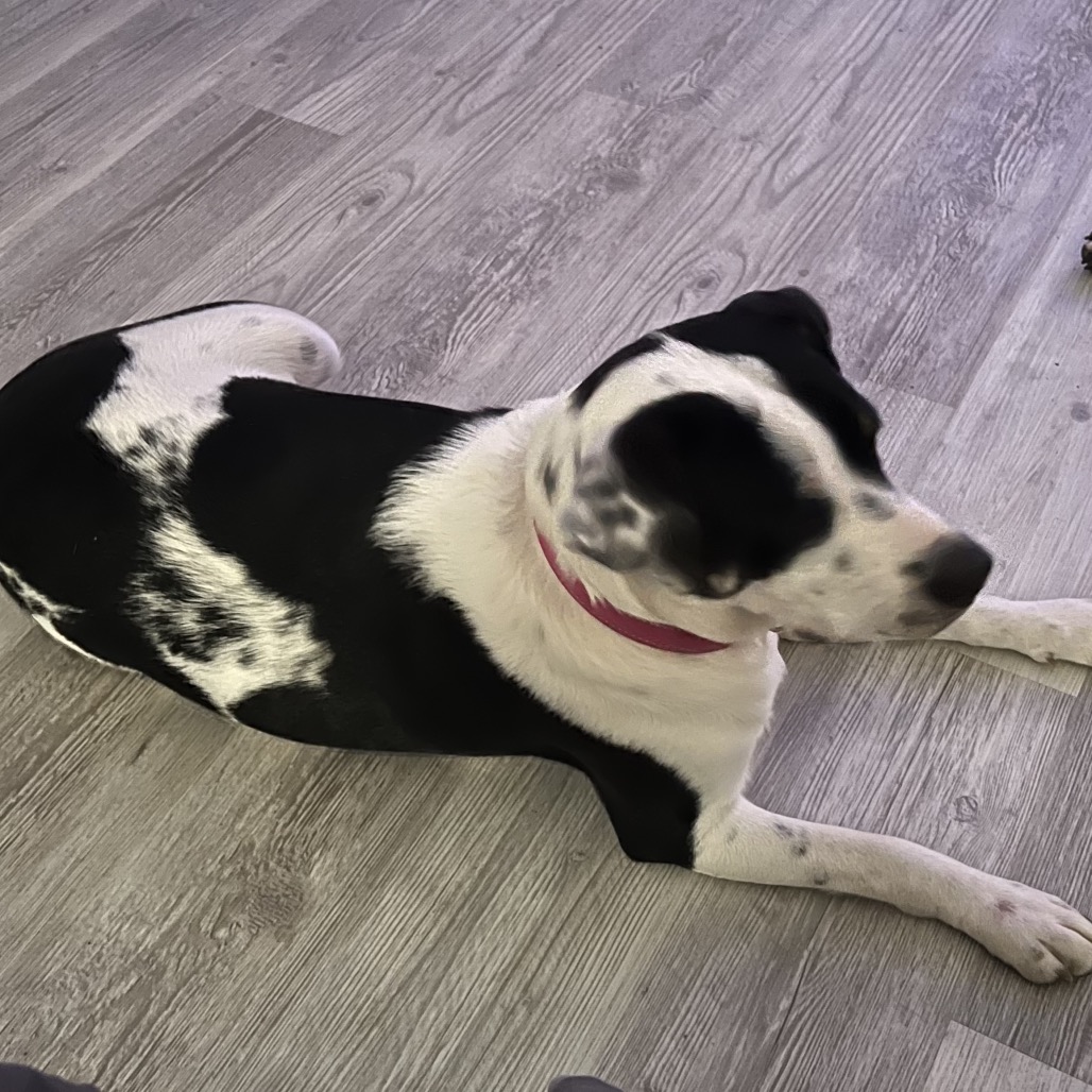Macie
