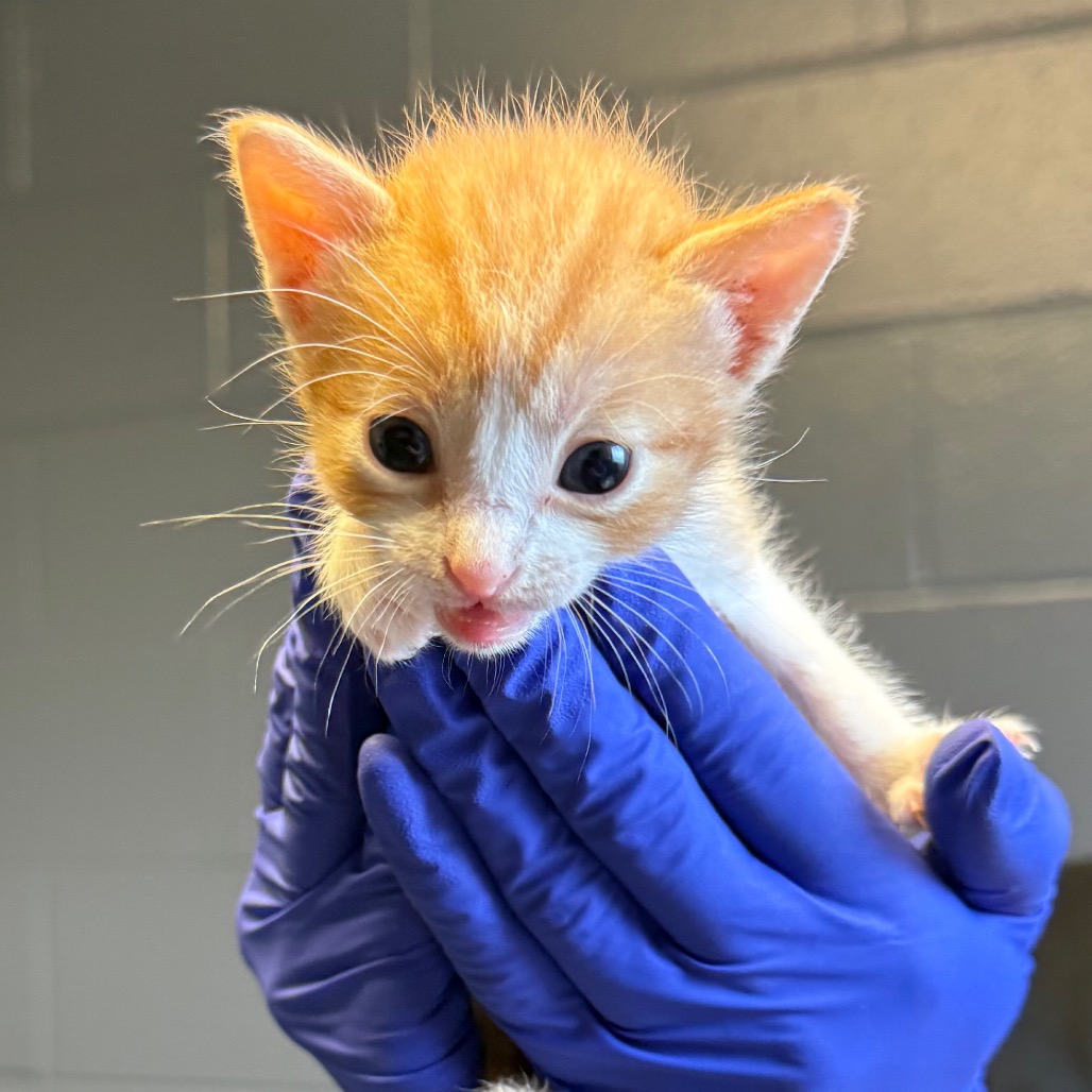 Tusc Stray 84045 2 3 4