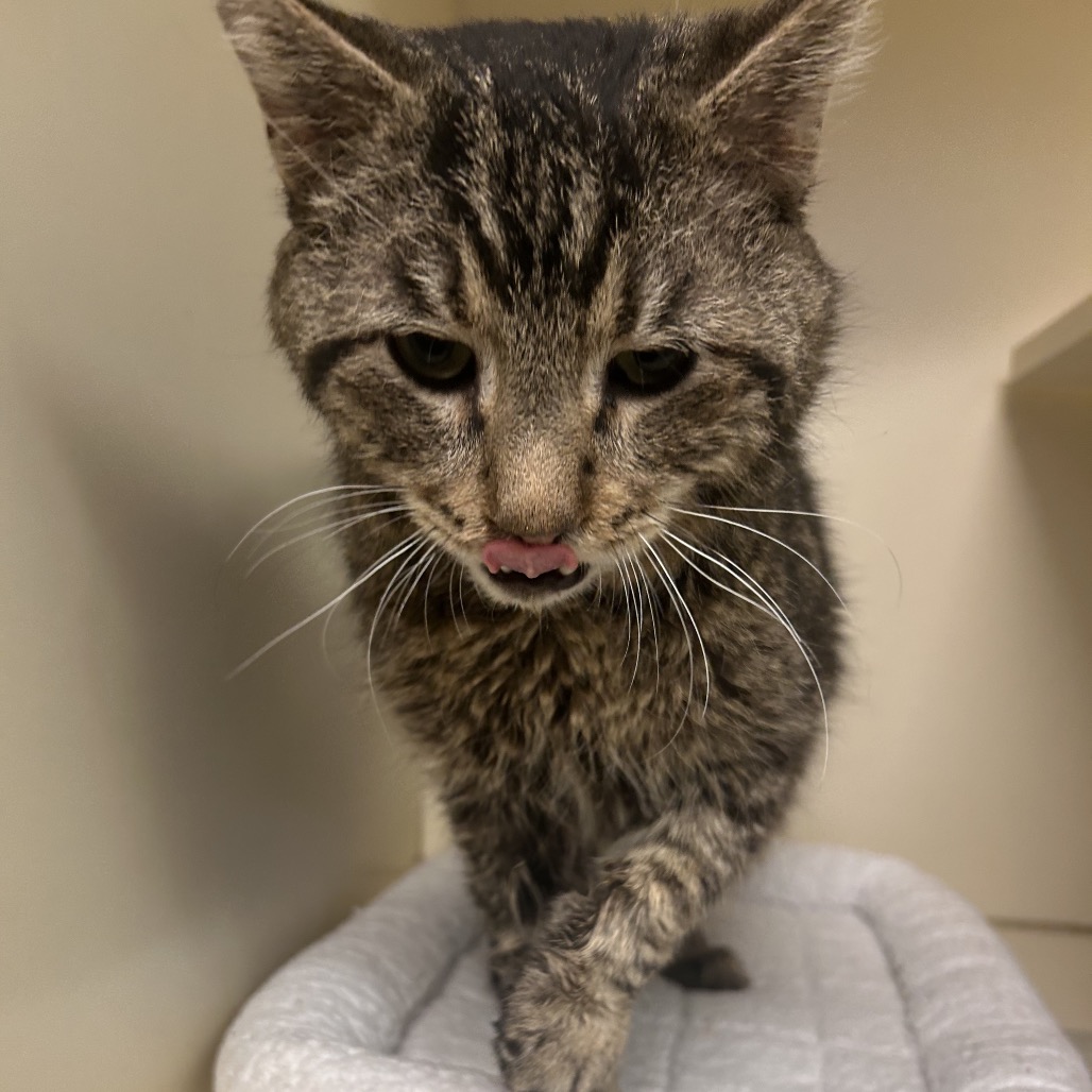 Norman — thumbnail 2