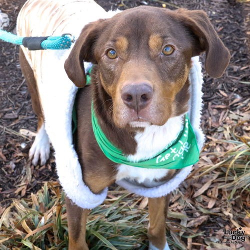 JACK - Retriever, Labrador / Shepherd available for adoption